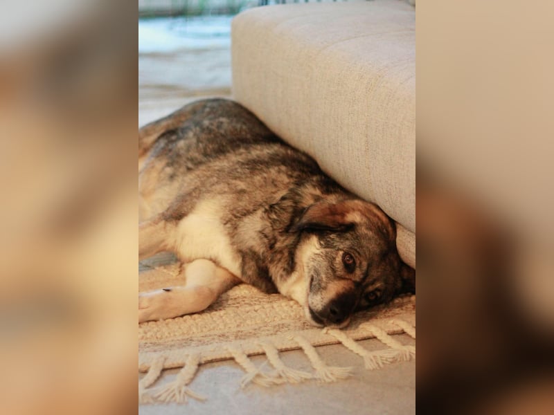 Gina - genießt Nähe&Streicheleinheiten sehr