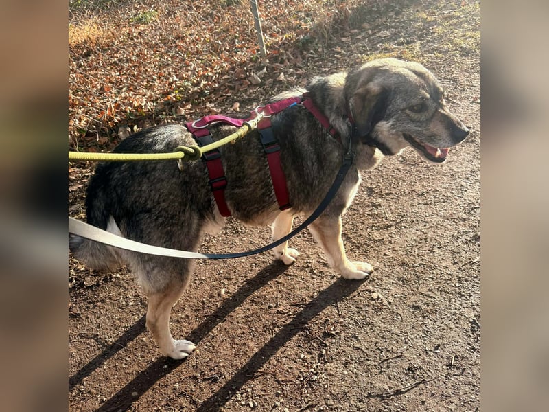 Gina - genießt Nähe&Streicheleinheiten sehr