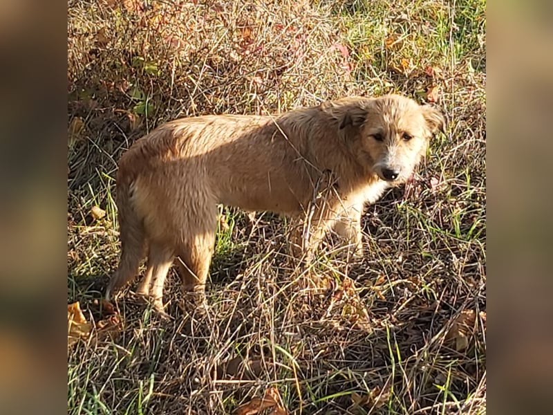 struppige Hundedame Leyla