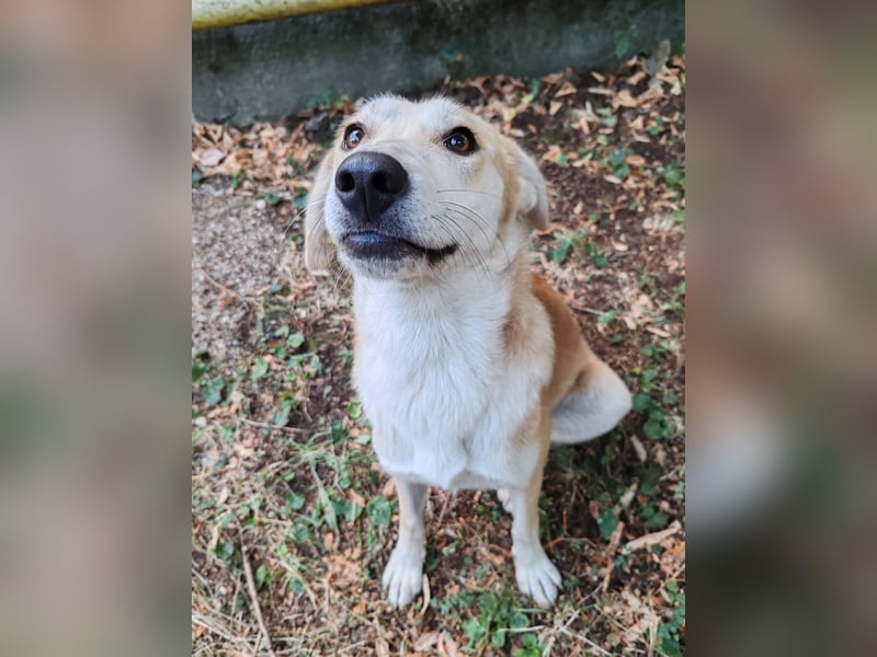 Mischlingshündin Thea