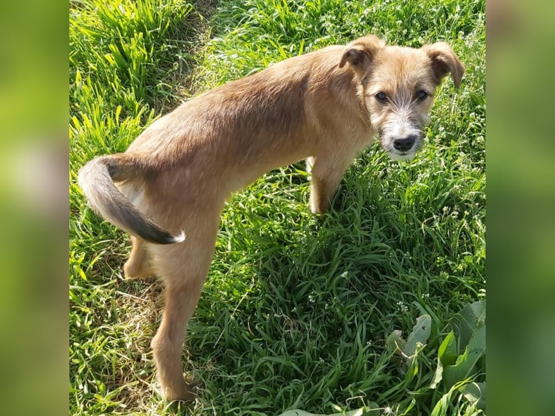 struppige Hundedame Leyla