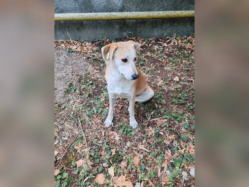 Mischlingshündin Thea