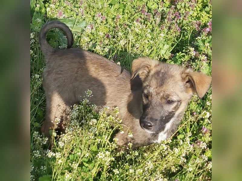 Fiona die Strahlende