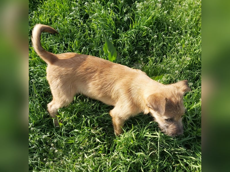 struppige Hundedame Leyla