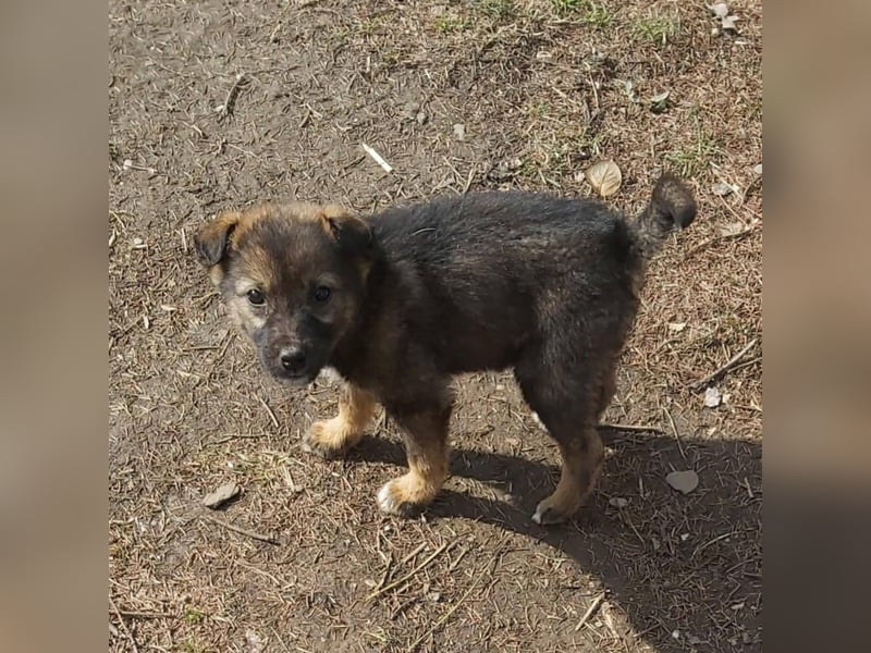 Fiona die Strahlende