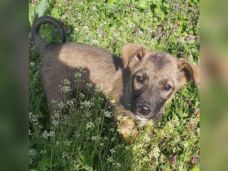 Fiona die Strahlende