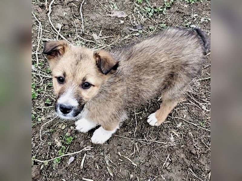 struppige Hundedame Leyla