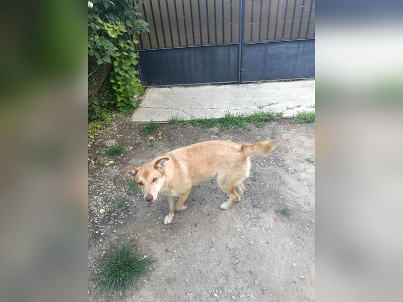 bezaubernde Hundedame Vera