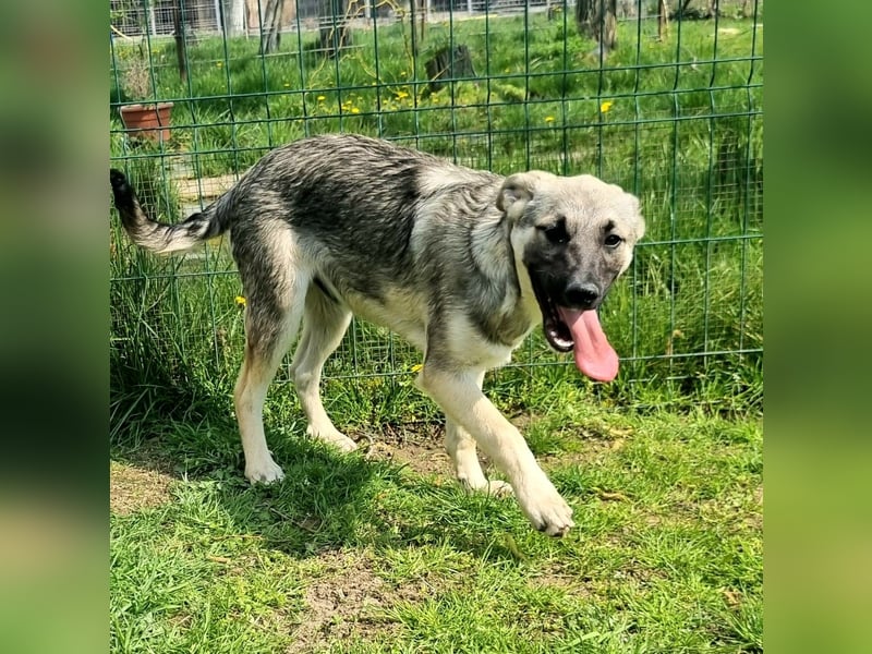 Jungspund Bruno