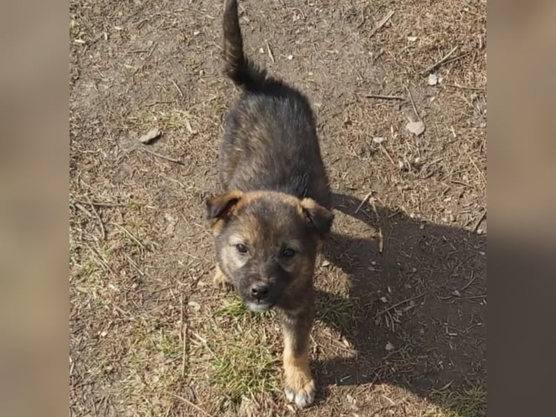 Fiona die Strahlende