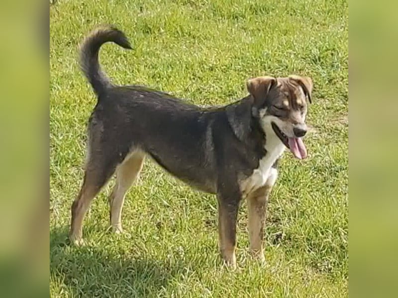 Junge Hundedame Bella