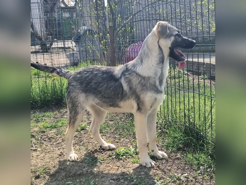 Jungspund Bruno