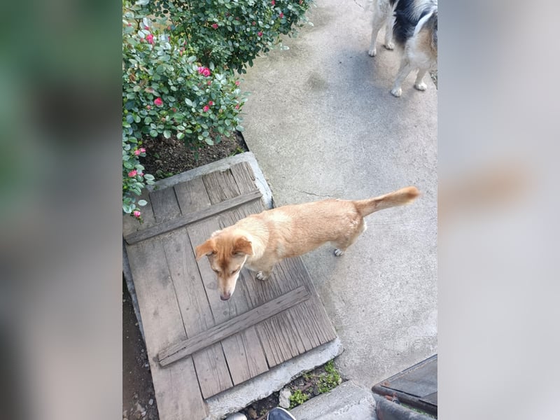 bezaubernde Hundedame Vera