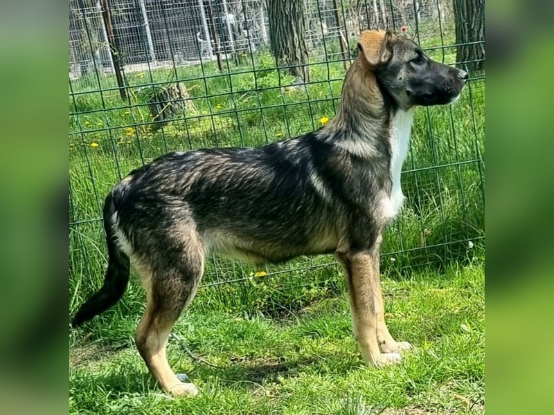 Siska die Freie