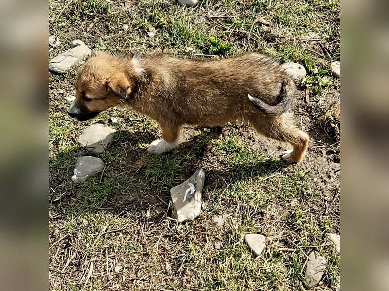 struppige Hundedame Leyla