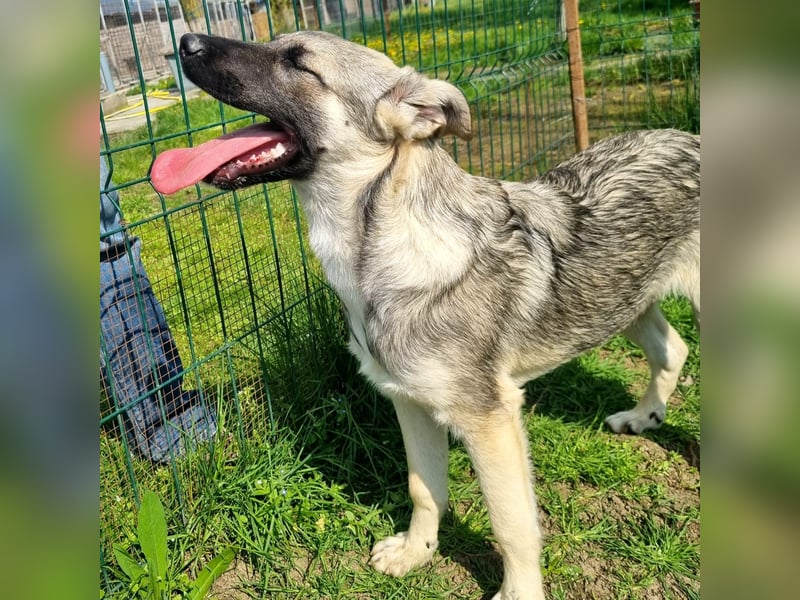 Jungspund Bruno