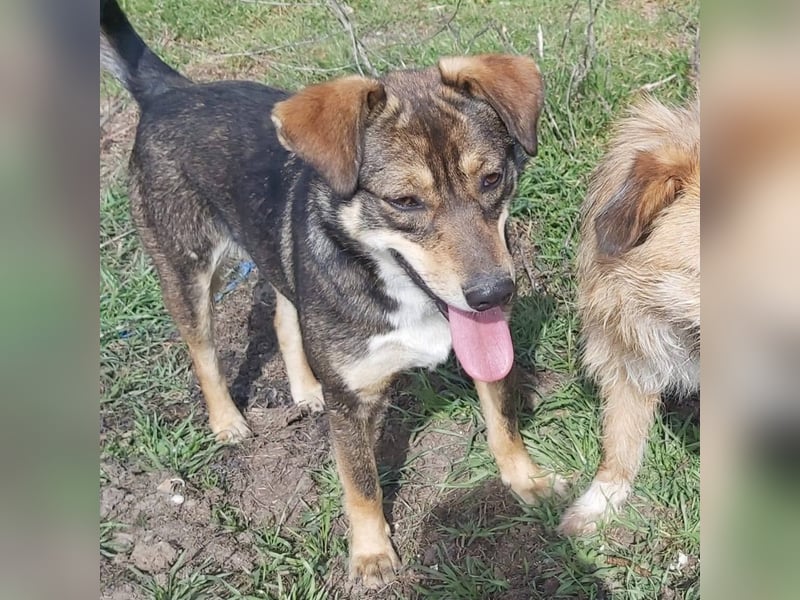 Junge Hundedame Bella