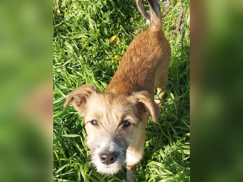 struppige Hundedame Leyla