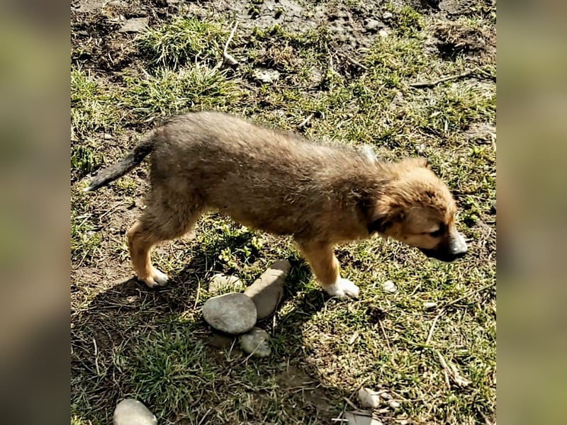 struppige Hundedame Leyla