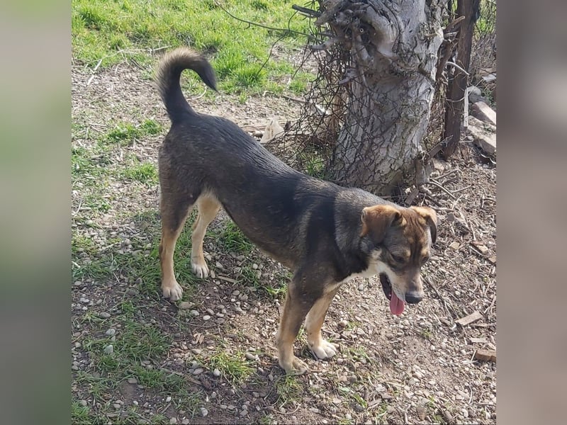 Junge Hundedame Bella