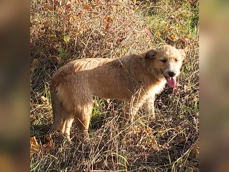 struppige Hundedame Leyla