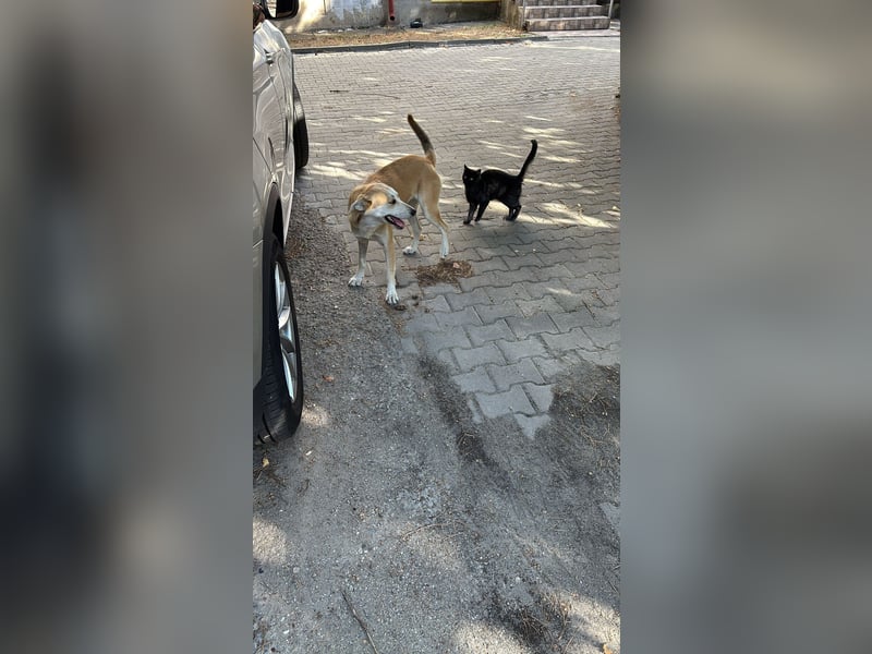 Mischlingshündin Thea