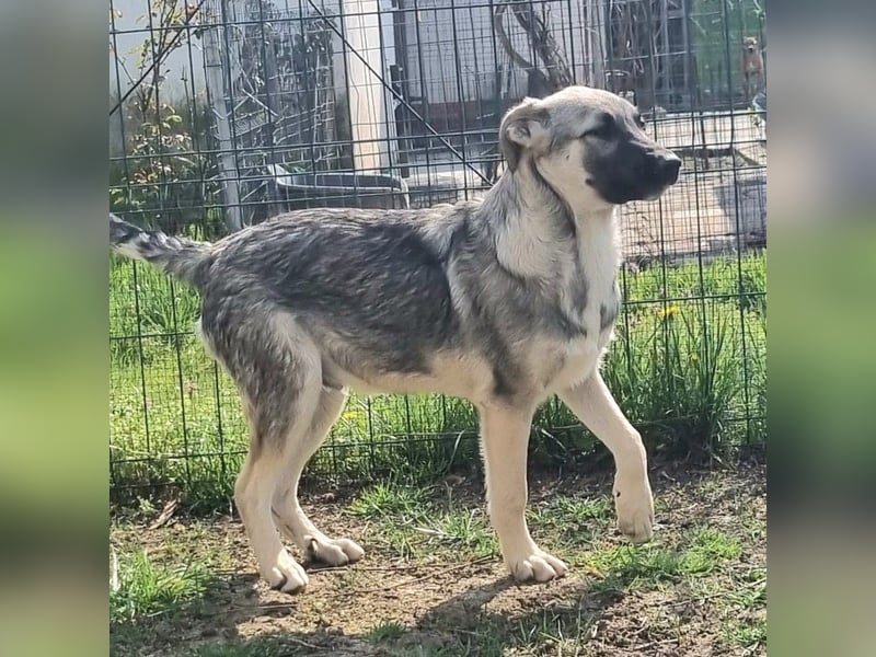 Jungspund Bruno