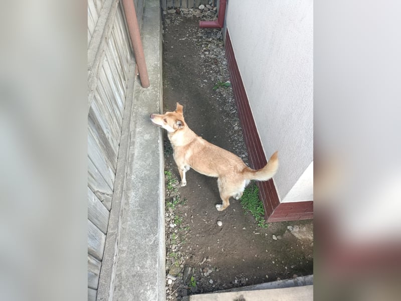 bezaubernde Hundedame Vera