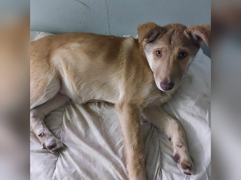 bezaubernde Hundedame Vera