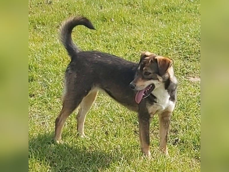 Junge Hundedame Bella