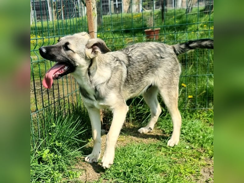 Jungspund Bruno
