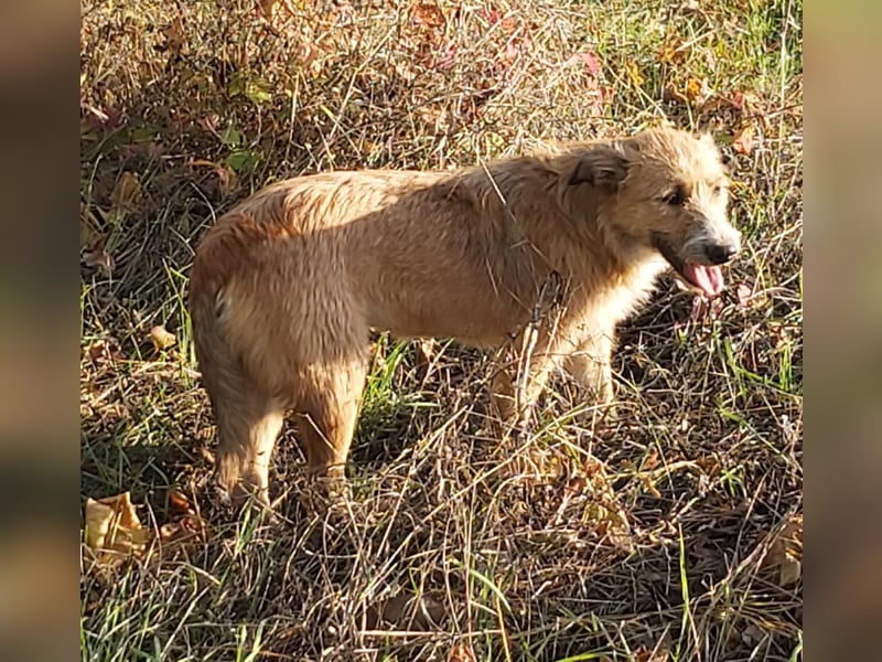 struppige Hundedame Leyla