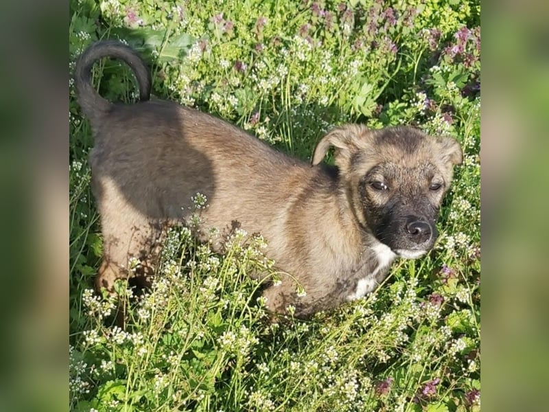 Fiona die Strahlende