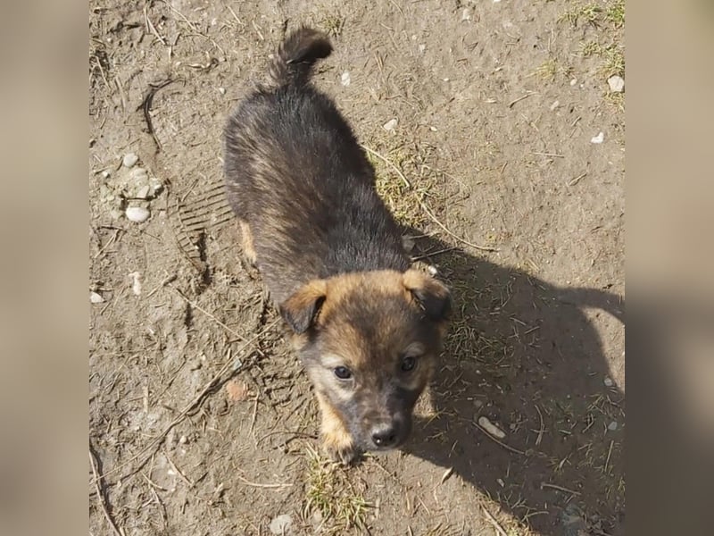 Fiona die Strahlende