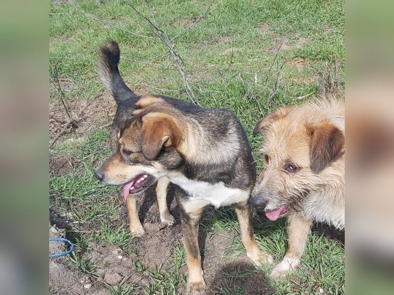 Junge Hundedame Bella