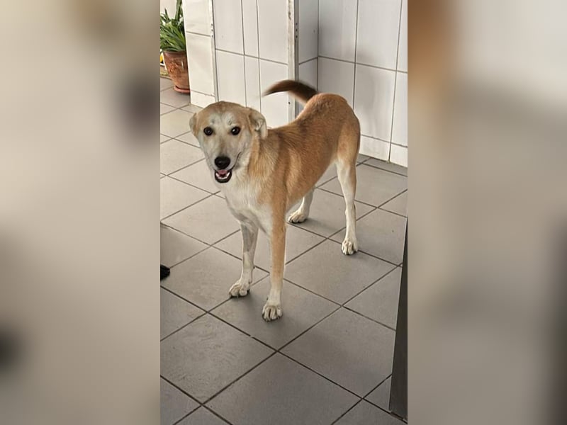 Mischlingshündin Thea