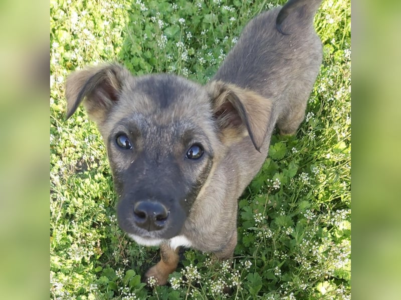 Fiona die Strahlende