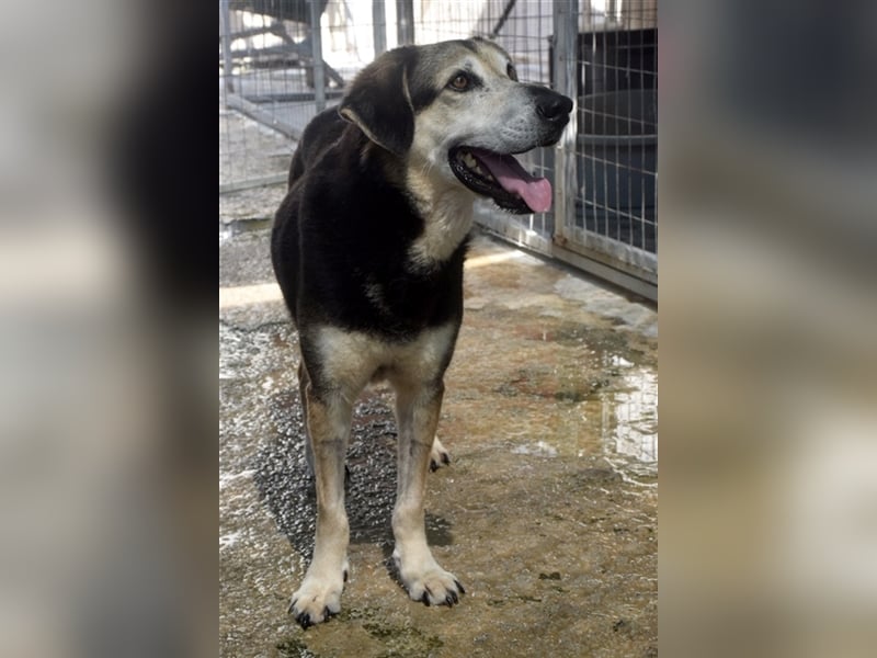 Kleiner Teddybär TED sucht seine Familie