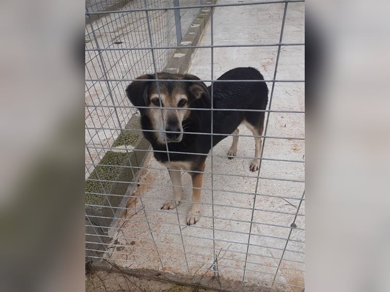 Kleiner Teddybär TED sucht seine Familie