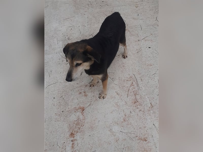 Kleiner Teddybär TED sucht seine Familie