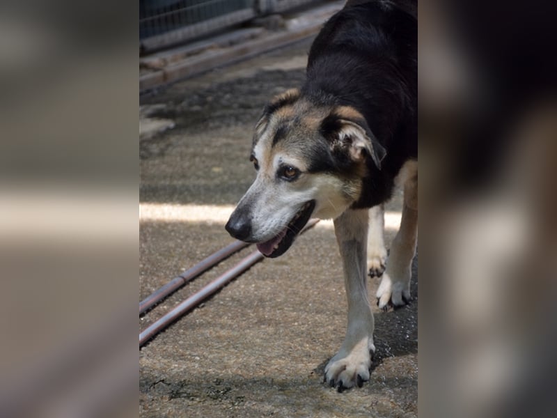 Kleiner Teddybär TED sucht seine Familie