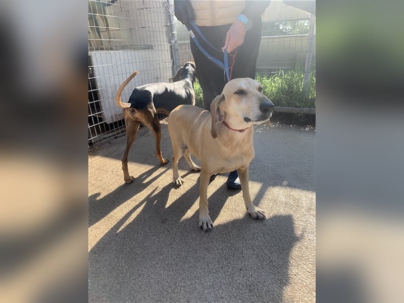 Happy Girl EMELY sucht eine eigene Familie!