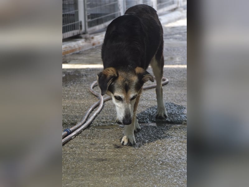 Kleiner Teddybär TED sucht seine Familie