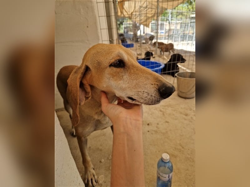 Happy Girl EMELY sucht eine eigene Familie!