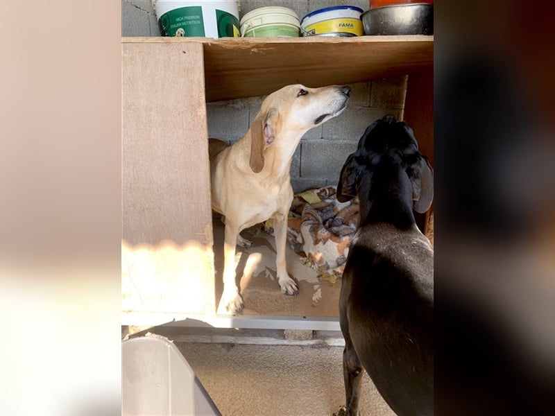 Happy Girl EMELY sucht eine eigene Familie!