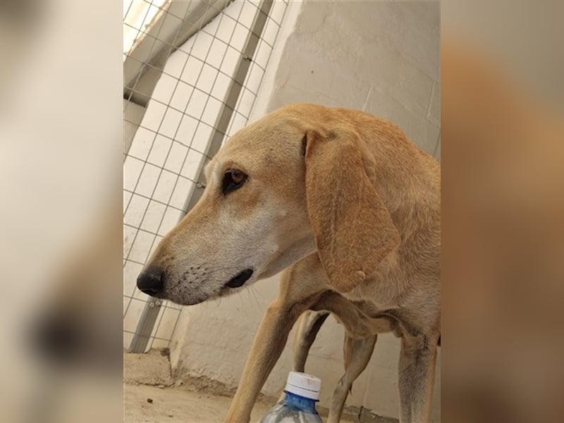 Happy Girl EMELY sucht eine eigene Familie!