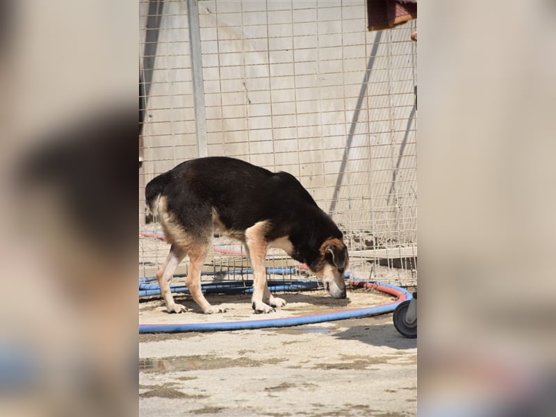 Kleiner Teddybär TED sucht seine Familie