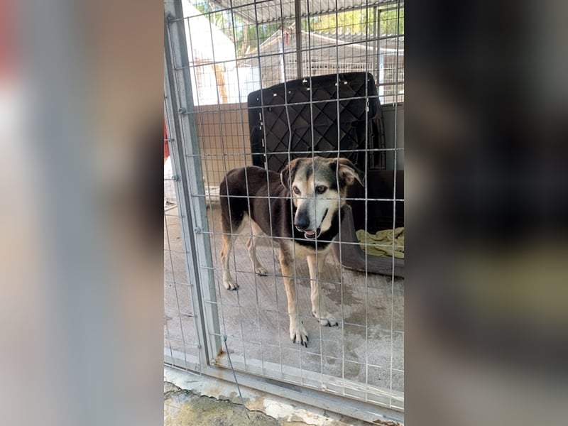 Kleiner Teddybär TED sucht seine Familie