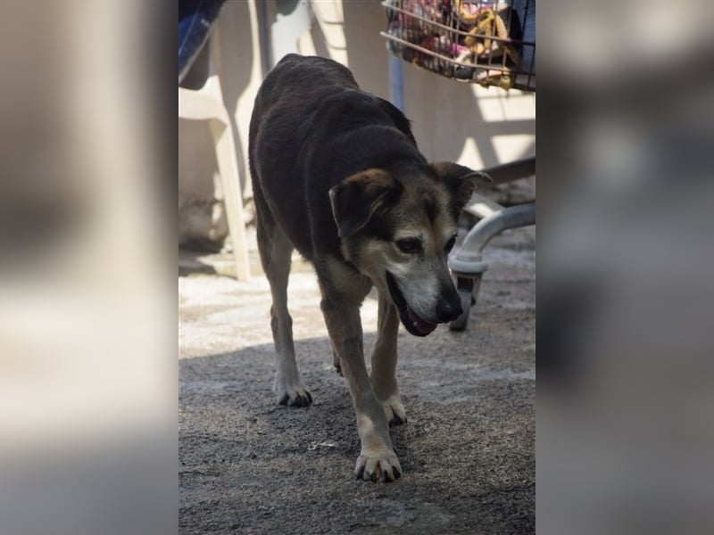 Kleiner Teddybär TED sucht seine Familie