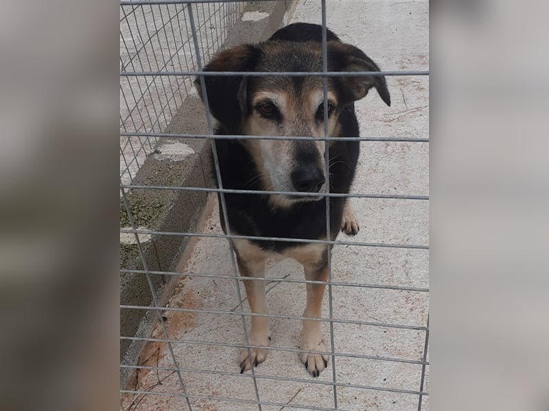 Kleiner Teddybär TED sucht seine Familie